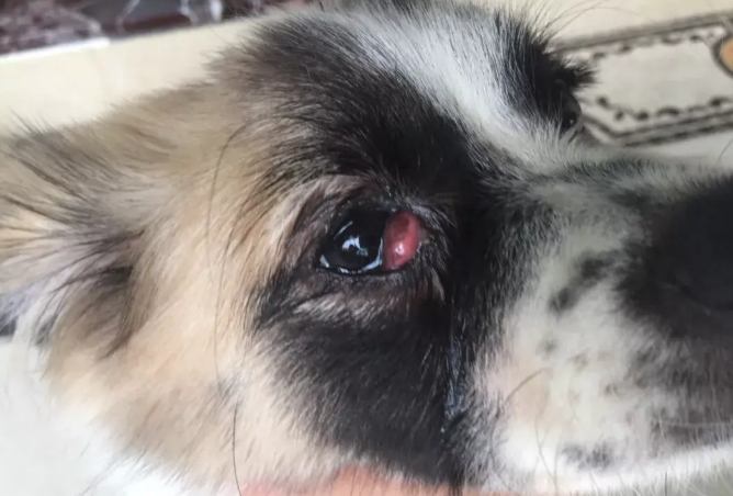 寵物眼睛過敏治療