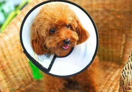 狗狗頭套適應方法 狗狗頭套適應方法