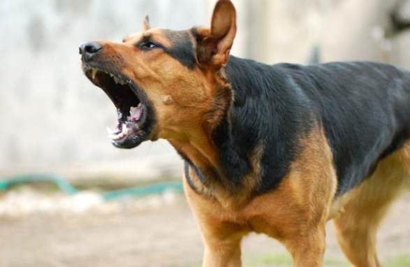 停止狗叫技巧 停止狗叫技巧