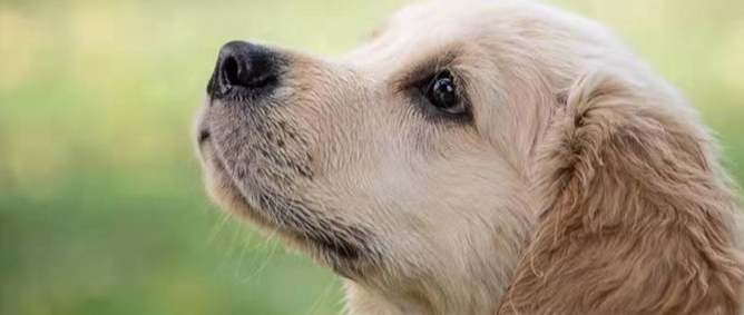 狗狗没精神原因