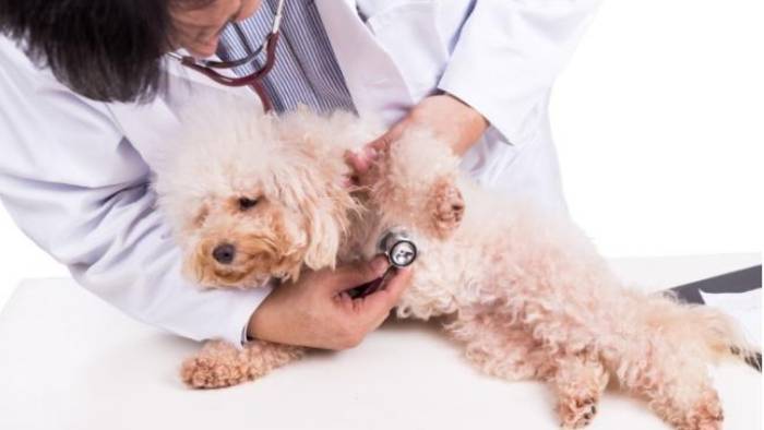 狗腫瘤早期症狀