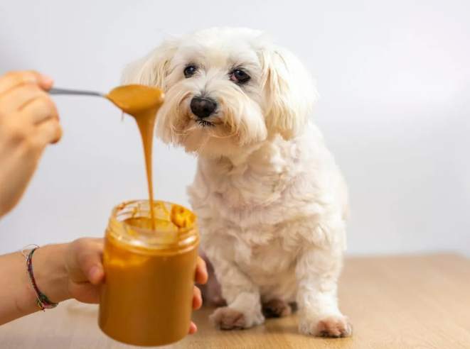花生糖對狗的影響 花生糖對狗的影響