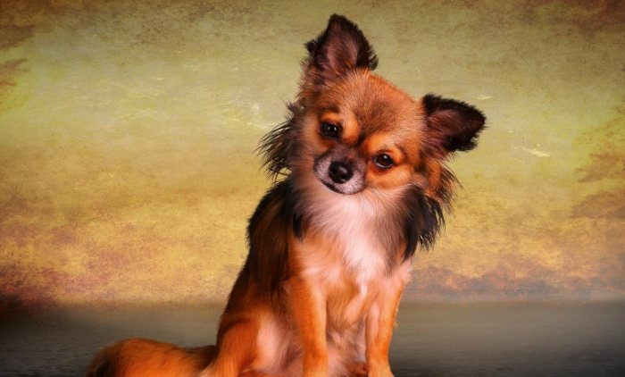 主人出門狗狗叫 主人出門狗狗叫