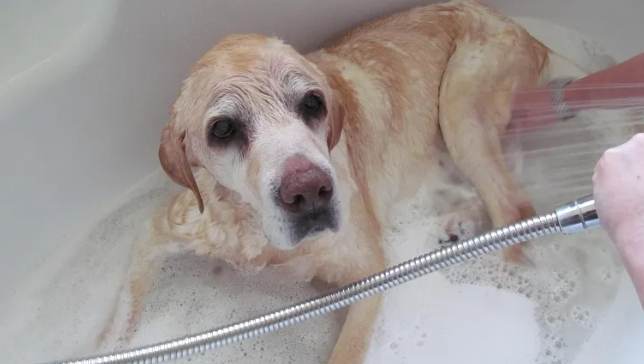 狗狗洗頭技巧