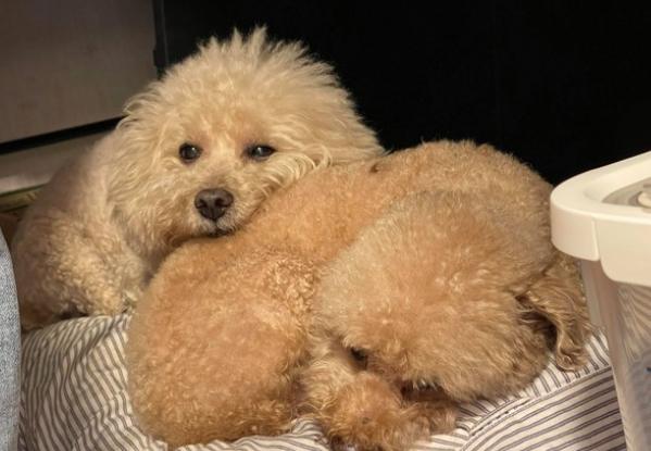 貴賓狗睡眠不足 貴賓狗睡眠不足