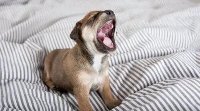 幼犬吠叫原因