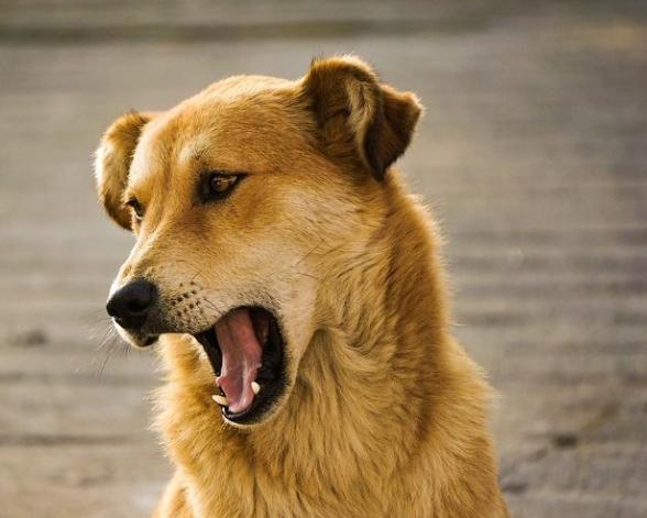 停止狗叫技巧 停止狗叫技巧