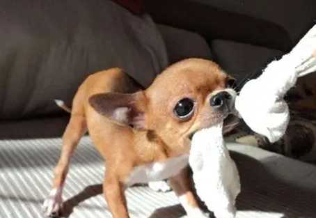 小型犬缺點 小型犬缺點