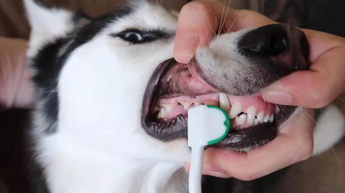 寵物洗牙風險