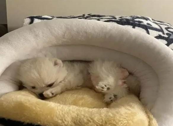 幼犬吠叫訓練 幼犬吠叫訓練