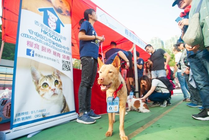 狗新手養狗攻略