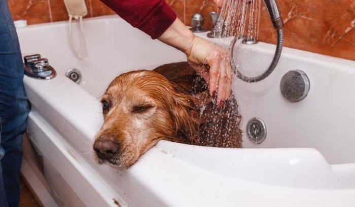 寵物美容價格 寵物美容價格