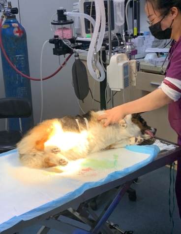 寵物死亡身體變化