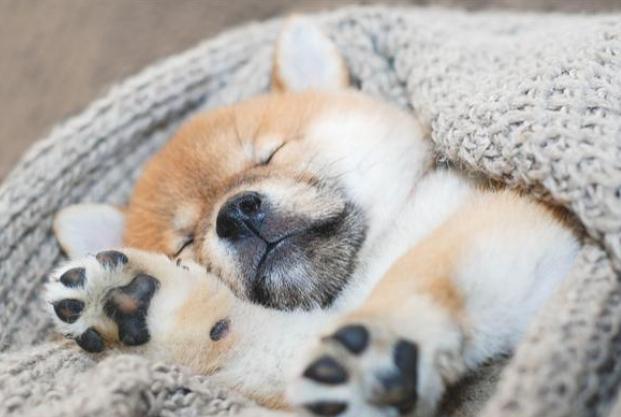 狗狗夜間睡眠問題