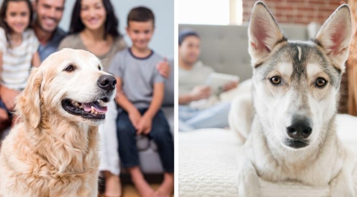 狗狗行為調整 狗狗行為調整