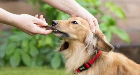 狗狗行為訓練 狗狗行為訓練