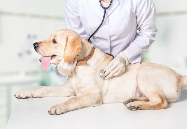 狗狗癌症疼痛管理