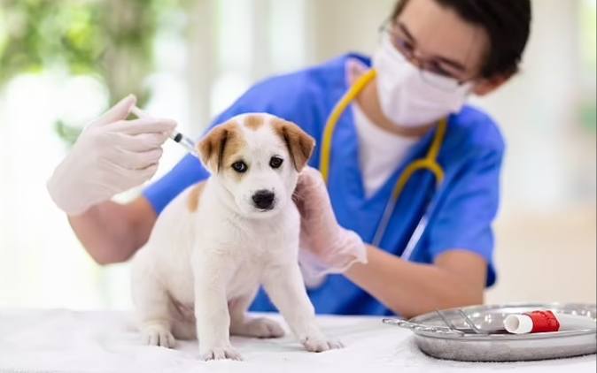 狗疫苗接種時間 狗疫苗接種時間