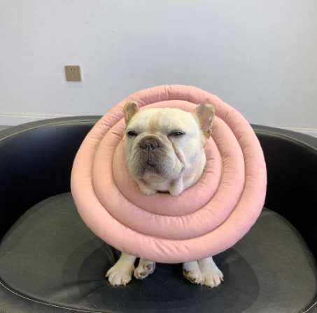 寵物頭套餵食方法