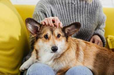 報警處理狗叫 報警處理狗叫