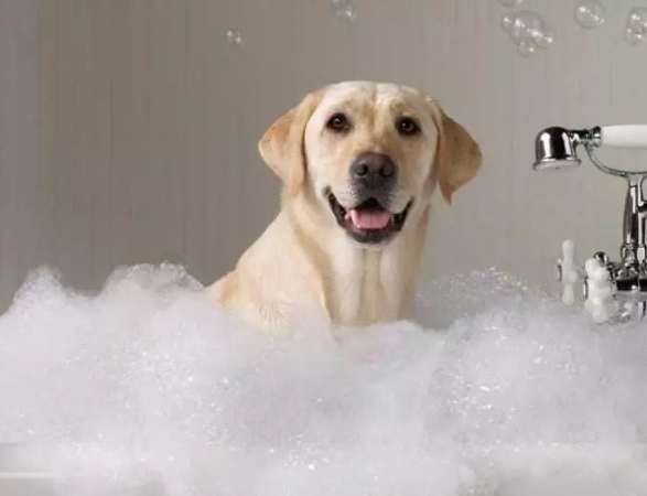 寵物美容價格 寵物美容價格