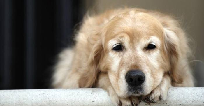 狗狗肺腺癌症狀