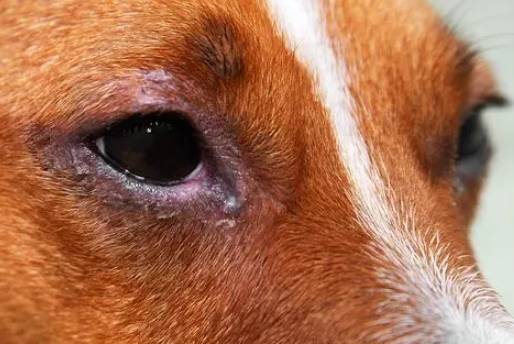 狗狗眼睛出血