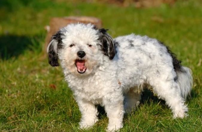 制止狗狗叫方法 制止狗狗叫方法