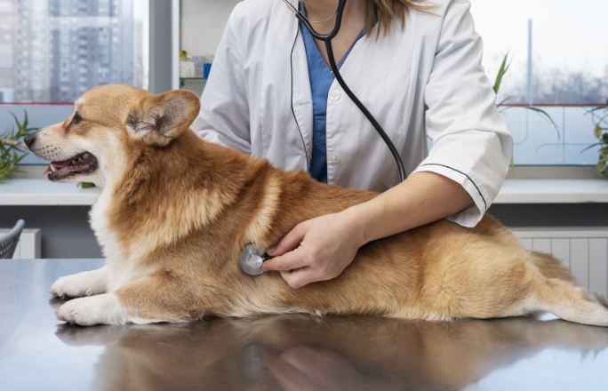 狗狗肺癌照護 狗狗肺癌照護