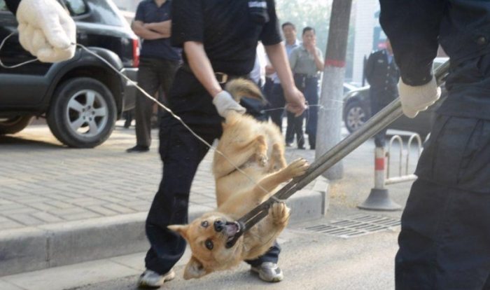 狗咬傷破傷風注射 狗咬傷破傷風注射