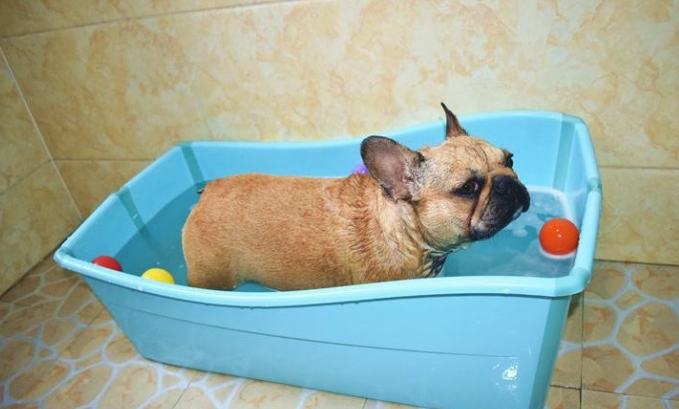 法國鬥牛犬洗澡