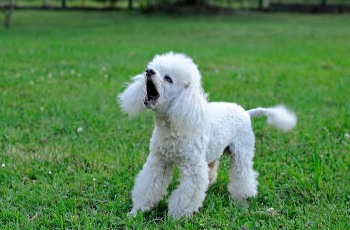 狗狗吠叫原因 狗狗吠叫原因