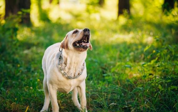 狗吠訓練方法 狗吠訓練方法