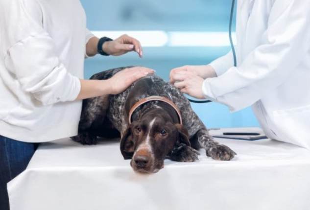 老狗腦瘤治療 老狗腦瘤治療