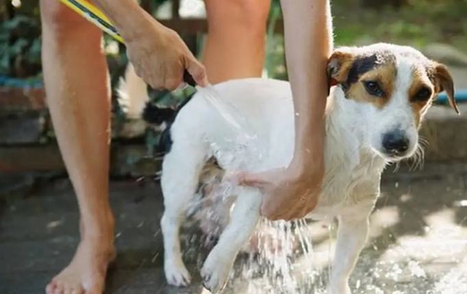 狗洗澡費用 狗洗澡費用