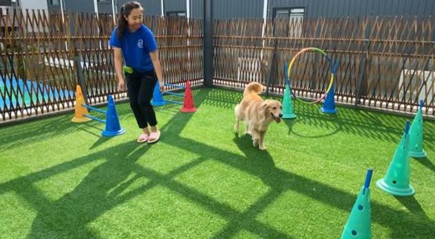 寵物行為矯正 寵物行為矯正