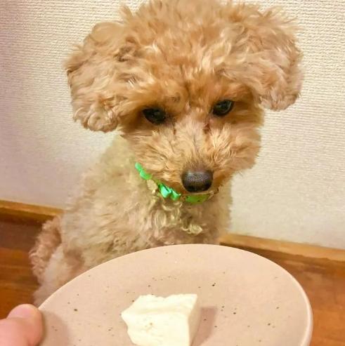 狗可以吃的豆腐類型 狗可以吃的豆腐類型