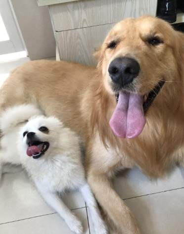 狗狗吠叫解決 狗狗吠叫解決