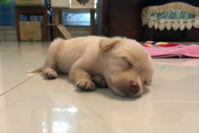 幼犬行為問題 幼犬行為問題