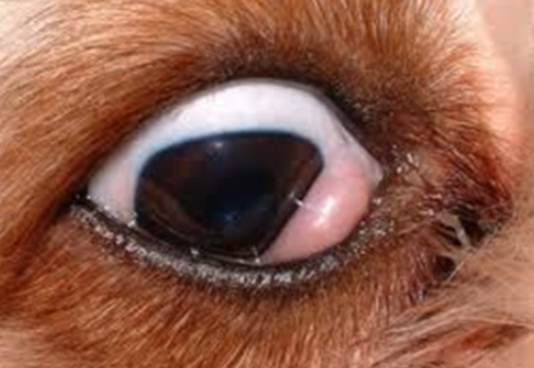 狗狗眼睛腫處理