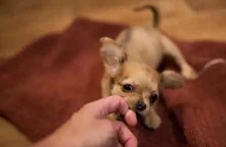 如何延長吉娃娃壽命 如何延長吉娃娃壽命