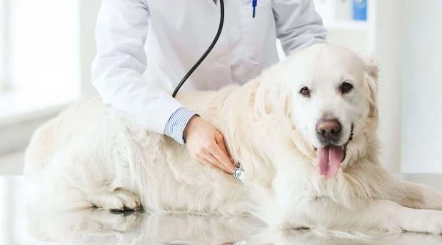 狗狗腦瘤症狀 狗狗腦瘤症狀