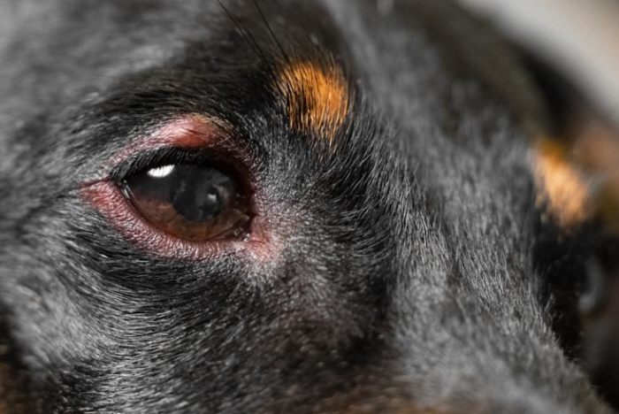 狗狗眼部疾病 狗狗眼部疾病