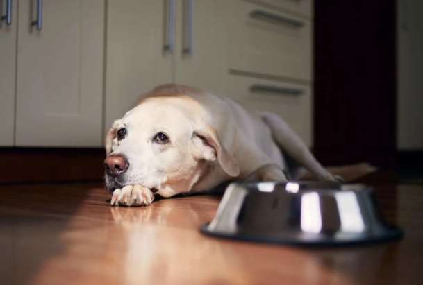 狗狗不吃飯原因