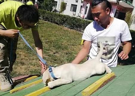 寵物行為矯正 寵物行為矯正