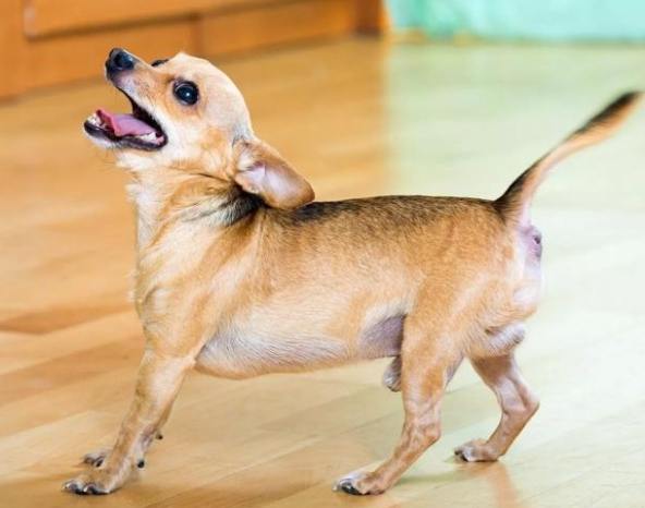 主人不在狗狗叫 主人不在狗狗叫