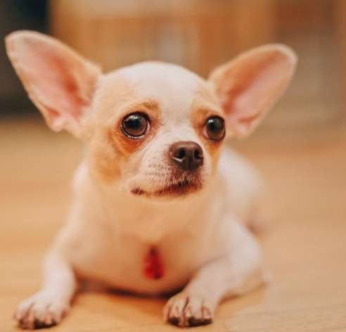 吉娃娃收容所 吉娃娃收容所