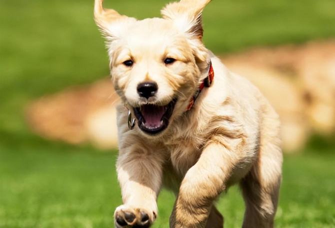 狗狗行為訓練 狗狗行為訓練