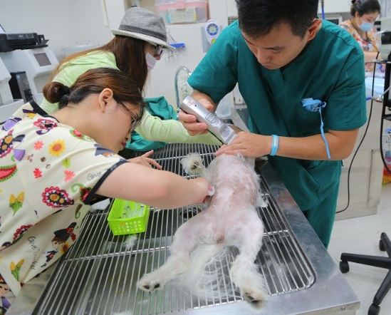 狗狗結紮手術費用