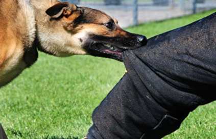 狗咬傷破傷風注射 狗咬傷破傷風注射